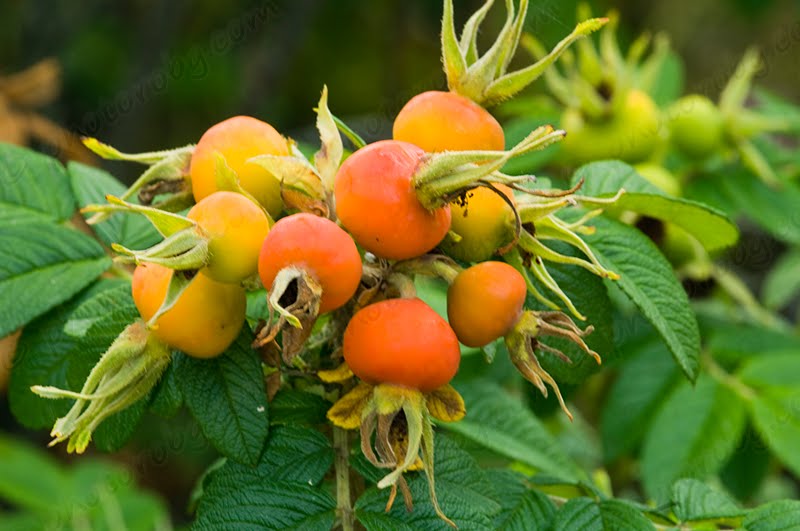The 3 Foragers Foraging for Wild, Natural, Organic Food Rosehips Recipe Rosehips Jelly