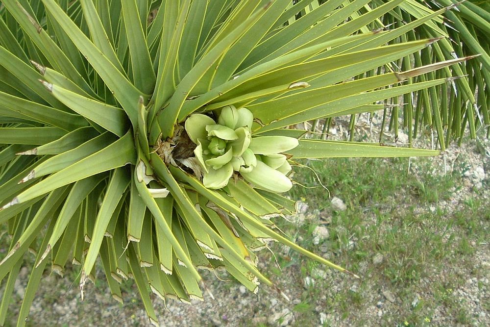Cate`s Linens Joshua Tree Seed Pods