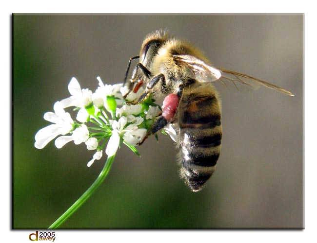 الاعجاز العلمي في فوائد العسل