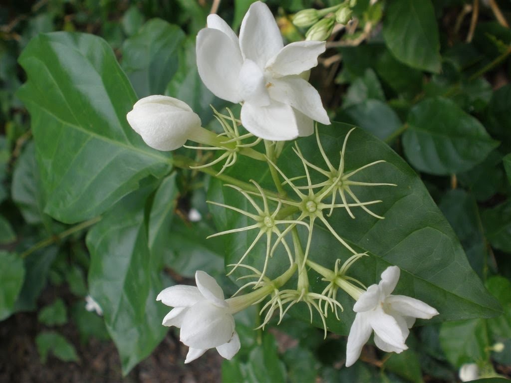 MARIETTE'S BACK TO BASICS {White Indian Jasmine the Queen of Flowers}