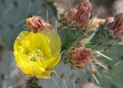 Prickley Pear Cactus