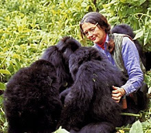 Dian Fossey (1932-1985)