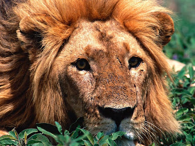 Lion wallpapers high definition 1200 x 1600 | Hd Desktop Wallpaper