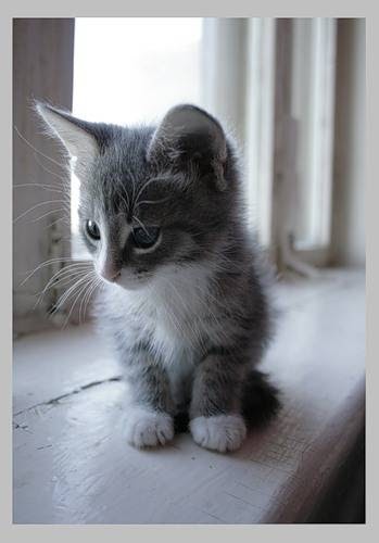 Gray and White Cute Kittens Free Download Wallpaper ~ Beautiful Cat