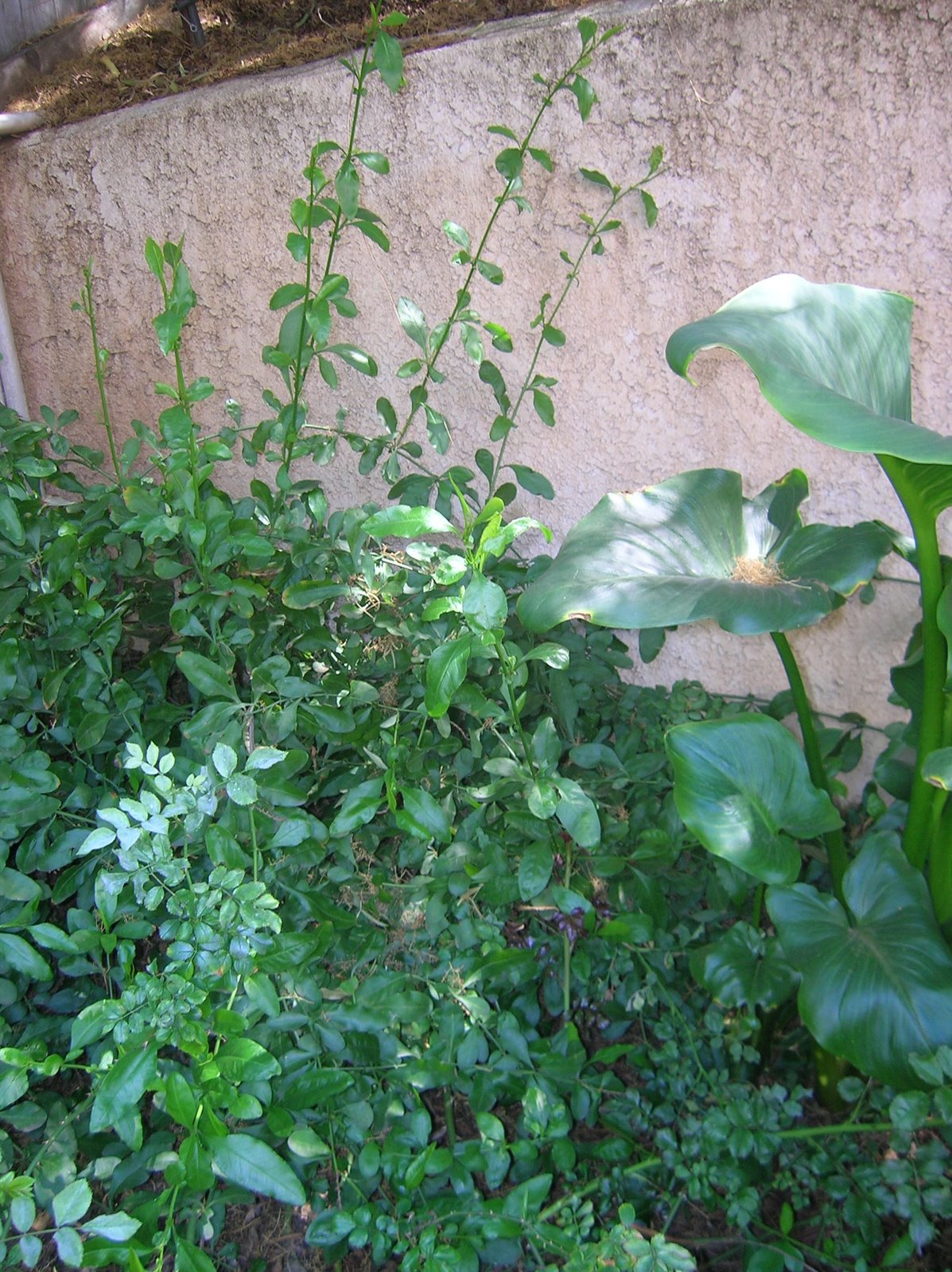 [third_post_overgrown.JPG]