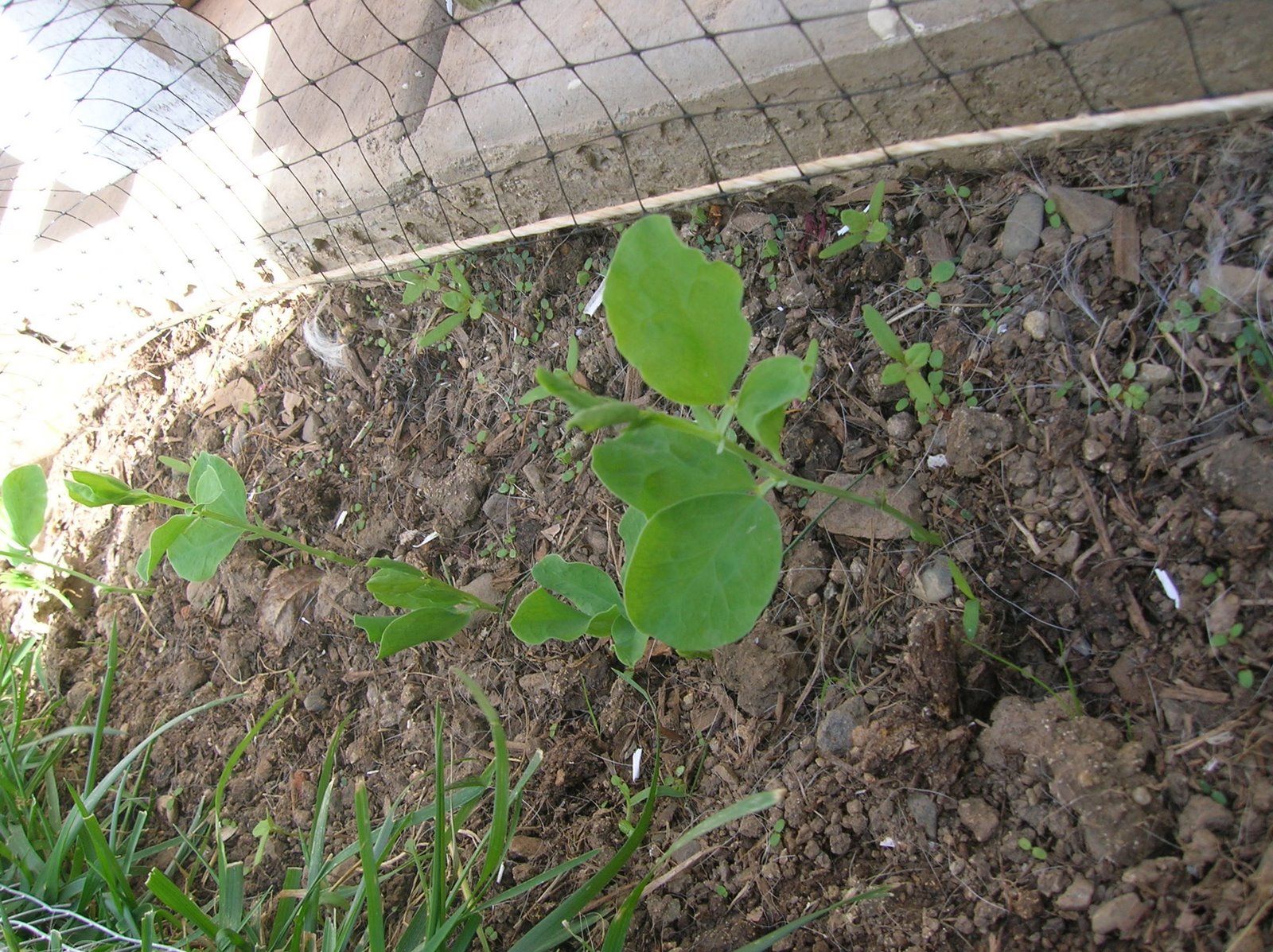 [third_post_sweet_peas.JPG]