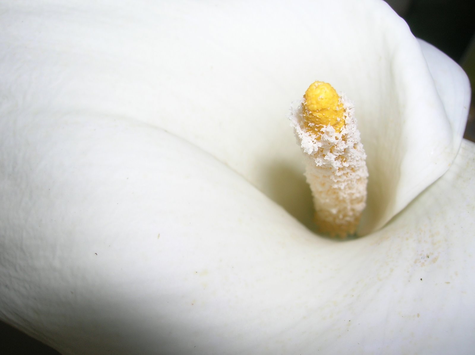 [fourth_post_calla_lily.JPG]