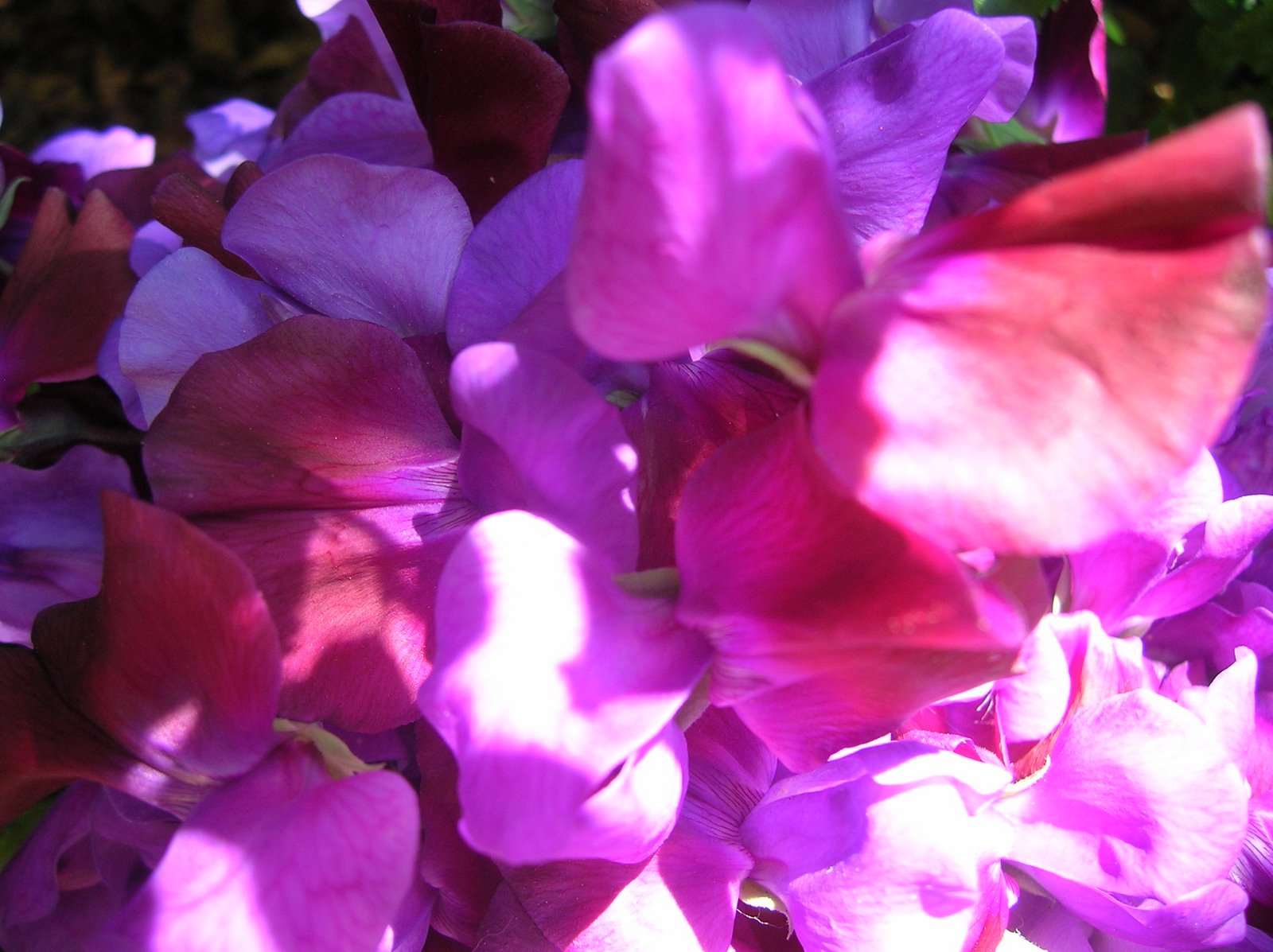 [springtime_sweetpeas_closeup.JPG]