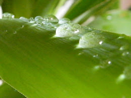 Rain Drops
