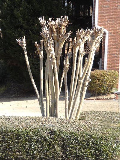 [Bad+Pruning_edited-1.jpg]