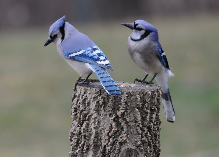 Blue Jay Couple