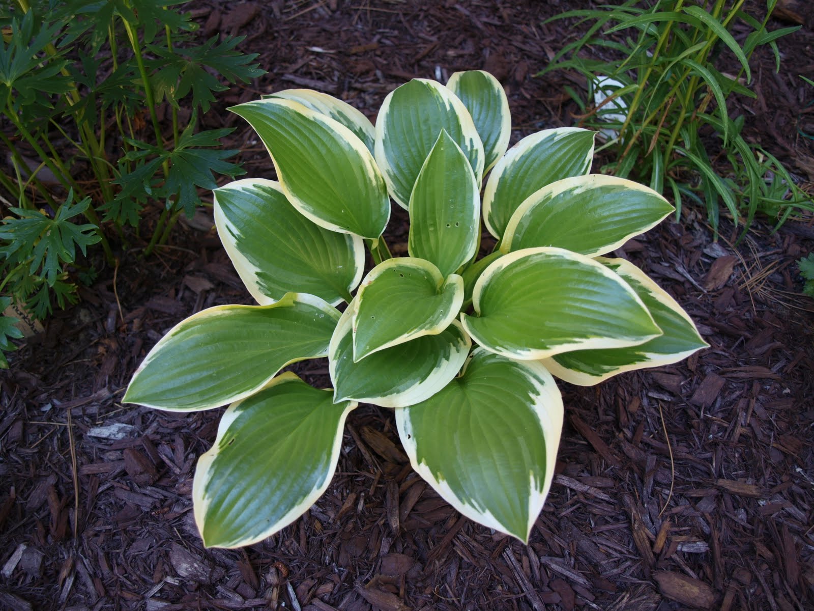 My Cottage Garden: Hosta Delight