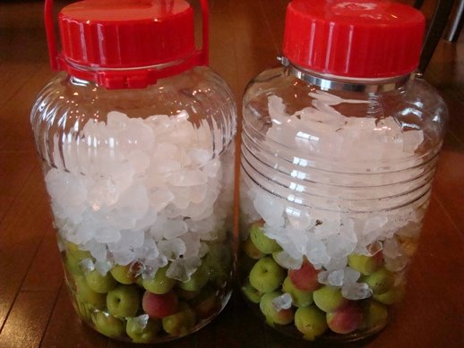 [20090630梅シロップ+010.02.jpg]