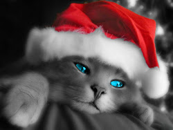 christmas cute merry wallpapers kitten cat cats kittens christian desktop kitty xmas backgrounds chrismas holiday adorable sweet pretty cutest computer