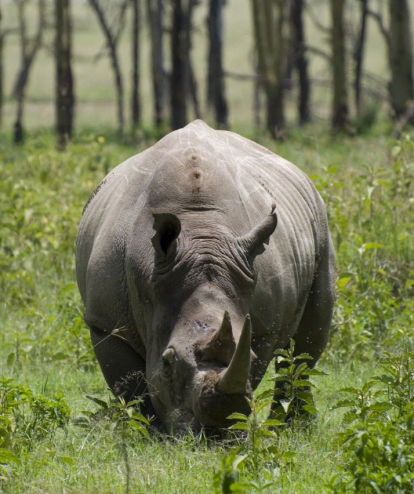 10 Heaviest Land Animals On The Earth 10-heaviest-land-animals-on-the-earth