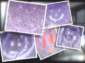 [smiley-face-murders.jpg]