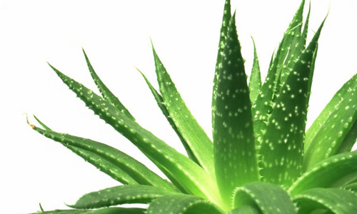 para que sirve la planta de sabila