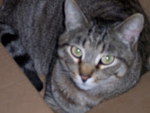 Pharaoh says, "Meowww!"