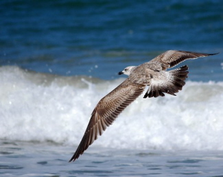 [Gaivota alone1.jpg]