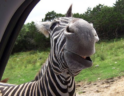 zebra.jpg