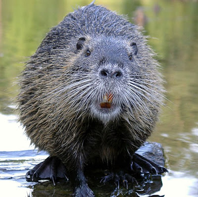Wet Hairy Beavers 15