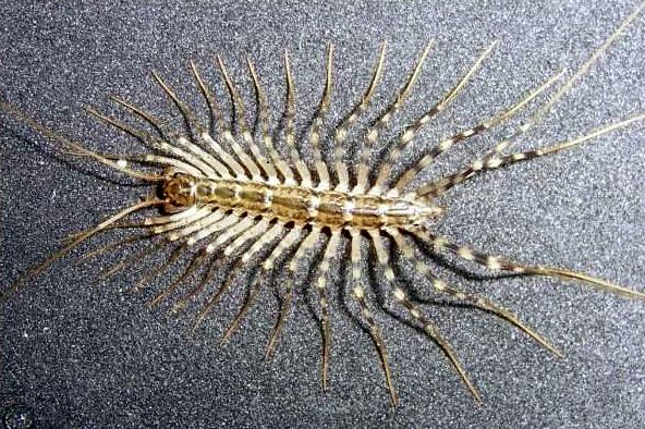 Sand Rivers Selous A New House Guest