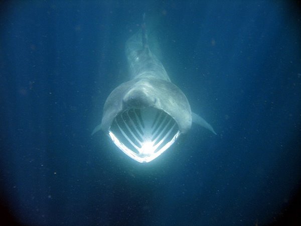 requin pelerin, commencant sa chasse au krill