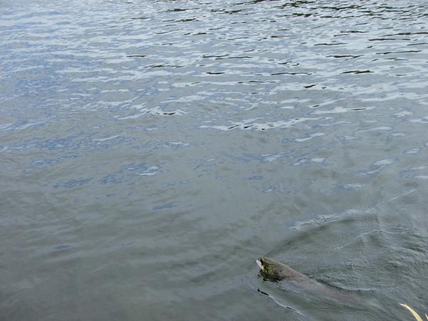 Hei een Springer (Freihjo'ers Saumon) net weid vum Netz eweg