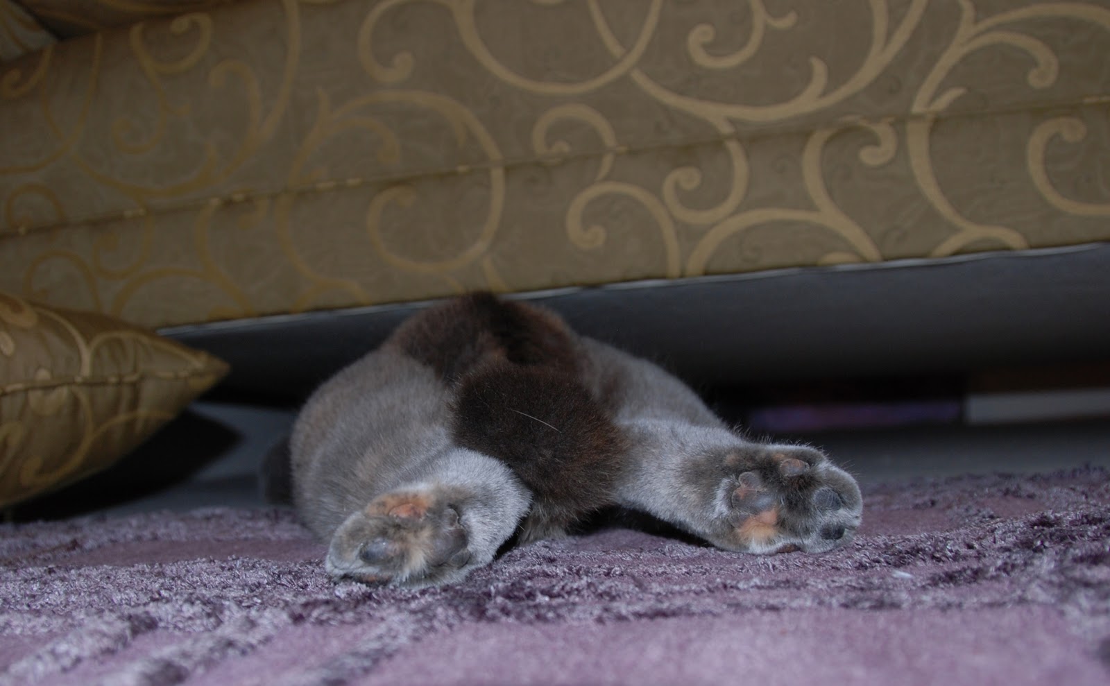 Cat Party Under the Sofa Snooze