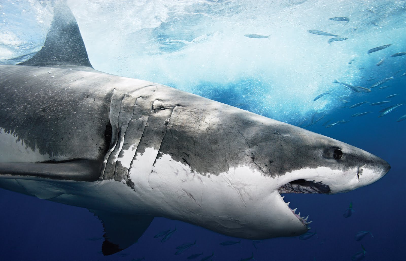 The Great White Shark | Sharks High Definition Backgrounds, Marine, Sea, 