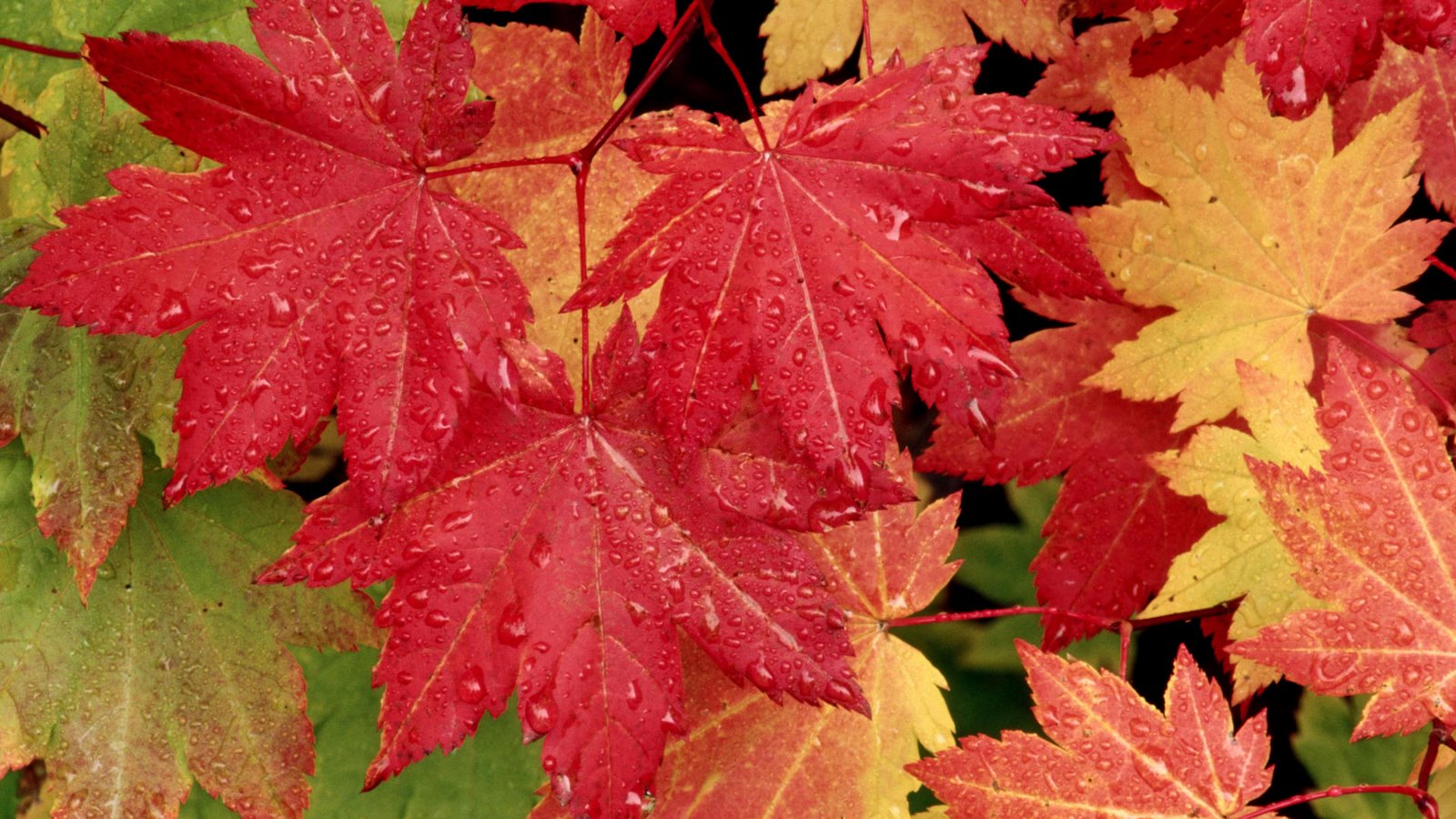 Download 6000 Wallpaper Animasi Daun HD Paling Keren Download 6000 Wallpaper Animasi Daun HD Paling Keren