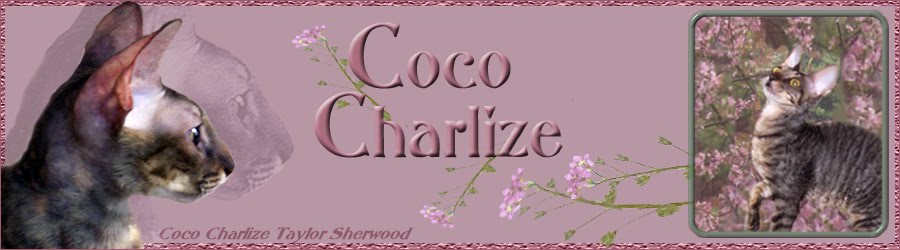 Coco Charlize Taylor Sherwood