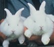 [RABBITS.JPG]