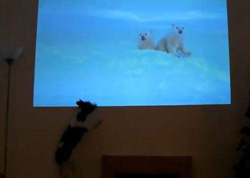 Video : 見たい ! !、見たい ! !、白クマが見たい ! !