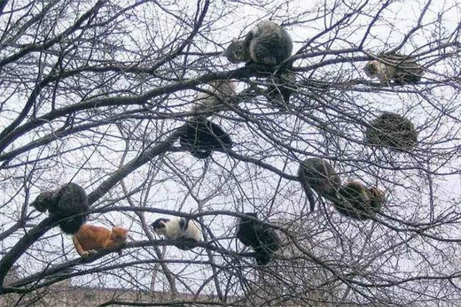 Photo : 猫のなる木