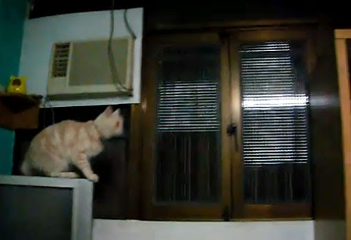 Video : 猫だけが天から与えられた驚異の跳躍力！！