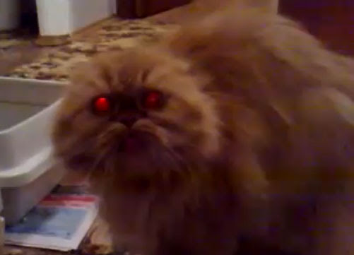 Video : 恐怖 ! !、呪いの呪文で人間を地獄にひきずりこむ猫、再び…! !