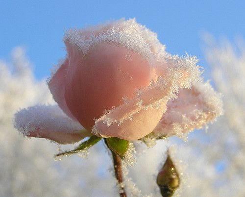 Photo : 冬の花
