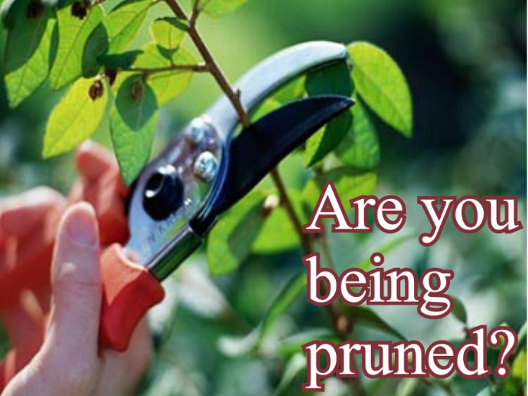 "To God be the glory" Devotional Friday, September 24 Is God pruning you?