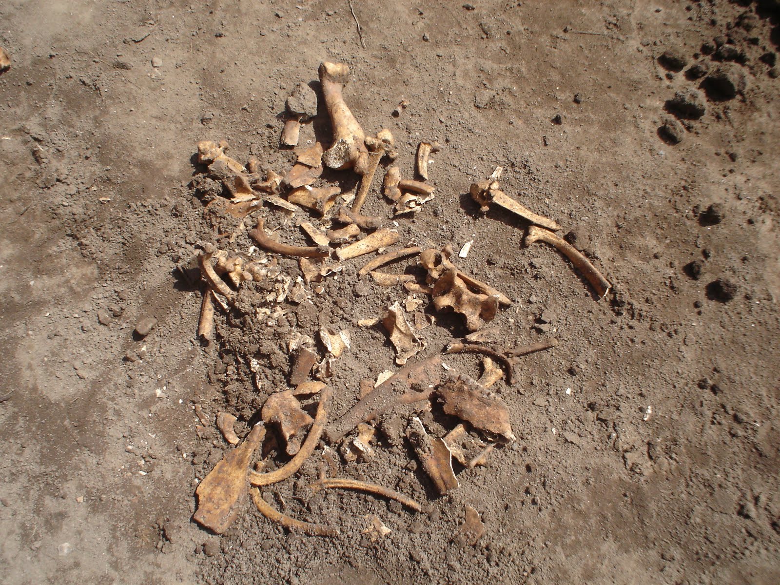 dinosaur bones in dirt
