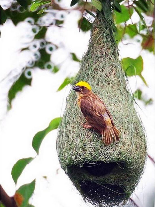 The Life of Sweet Birds BEAUTIFUL BIRDS' NESTS