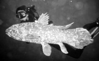 [hafsahl+kvastfeningen.jpg]