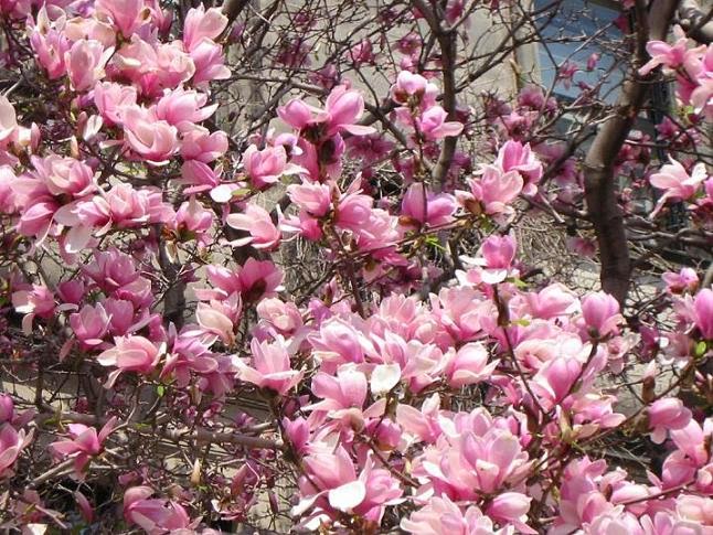 [magnolias.jpg]