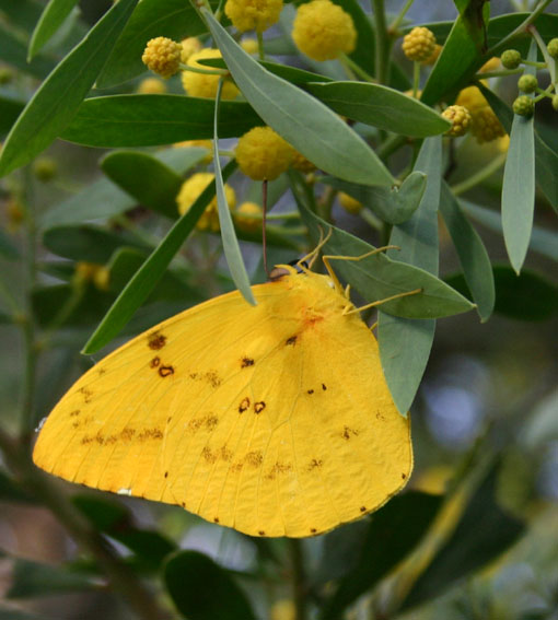 Toowoomba Plants Butterfly Host Plants for the Toowoomba District