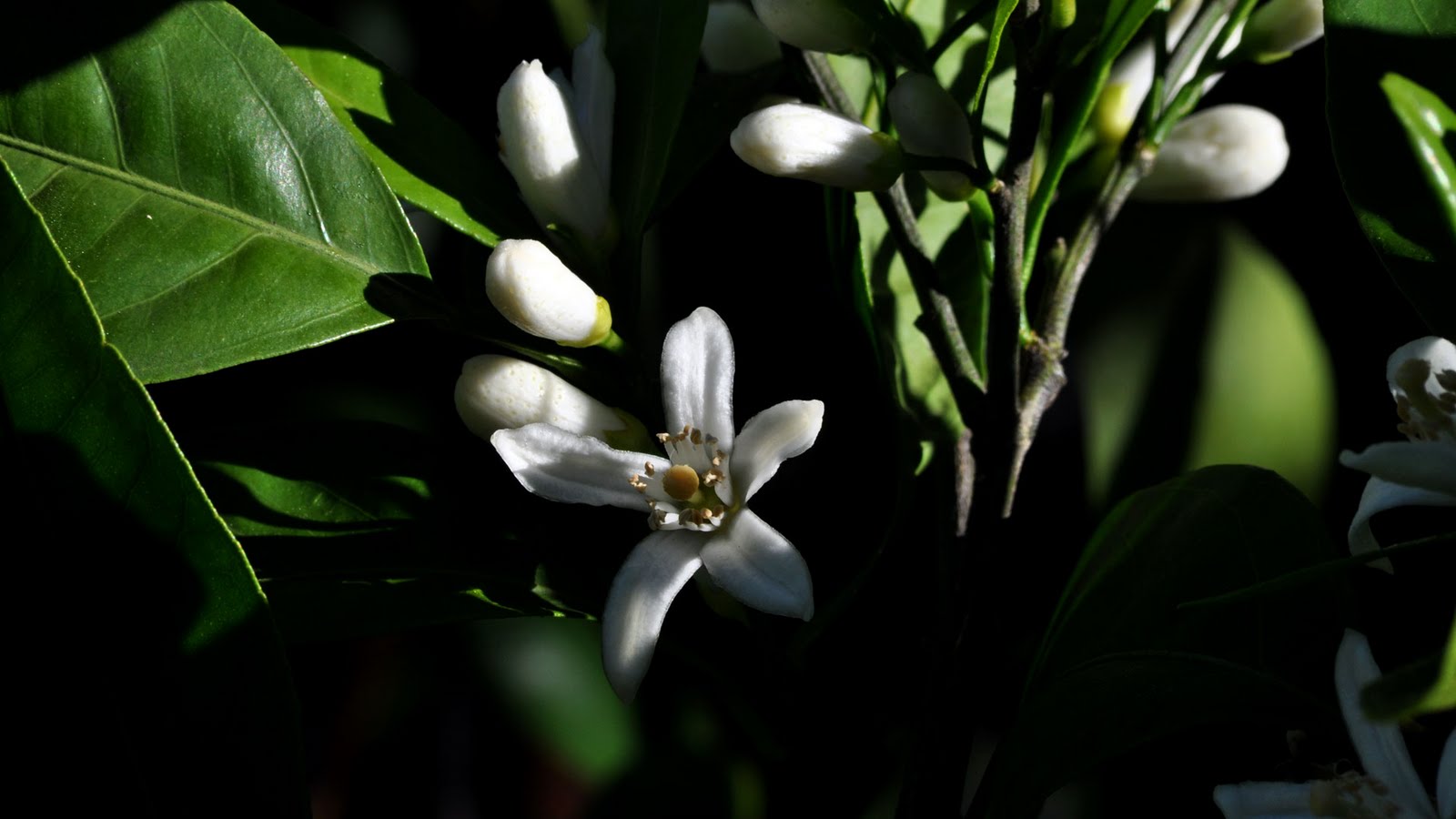 ipsoSacto Satsuma Oranges In The Making