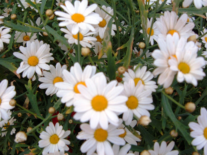 flores