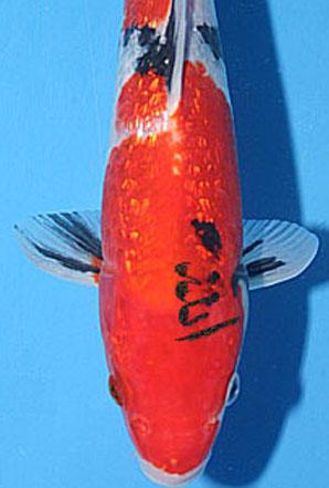 Allah's Name on Orange Fish - Islamic Wallpapers, Kaaba ...