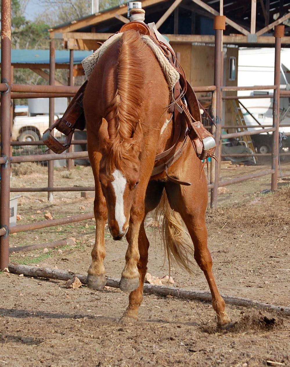 Picture This! Crazy Horses