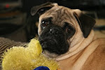 Pug Rescues
