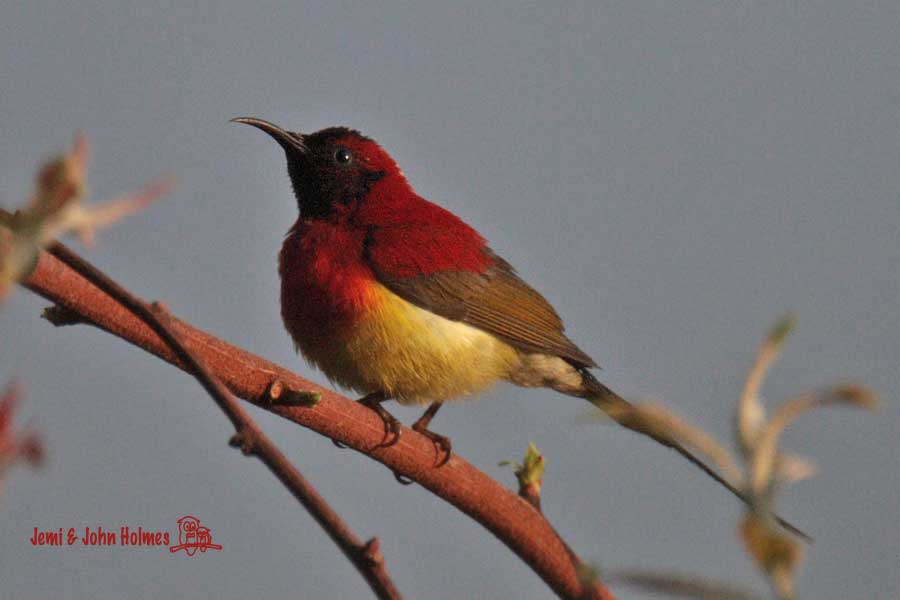 [Y09_Goulds_m_CangShan-01.jpg]